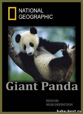 Гигантская панда. Панды на свободе / Giant Panda. Pandas in the Wild (2009) HDTVRip