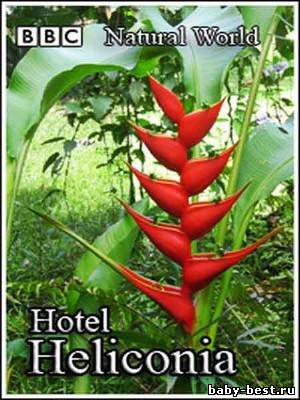 Мир природы. Отель Геликония / Natural World. Hotel Heliconia (2001) SATRip