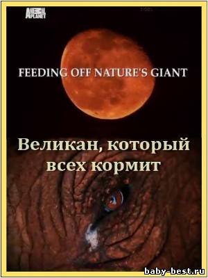 Animal Planet: Великан, который всех кормит / Feeding Off Nature's Giant (2010) TVRip