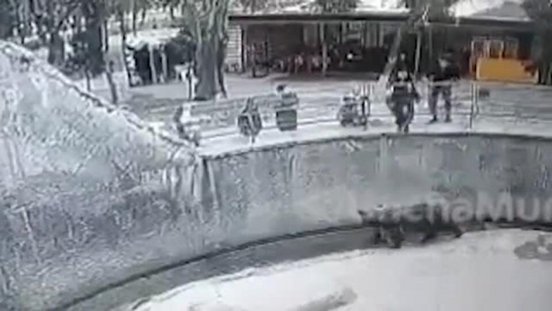 Бросившая дочь в вольер к медведю женщина состоит на учете в ПНД