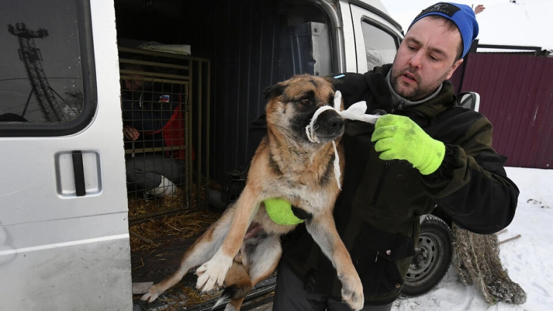 "Чего ждали власти?": Баженов о гибели девочки от собак в Забайкалье