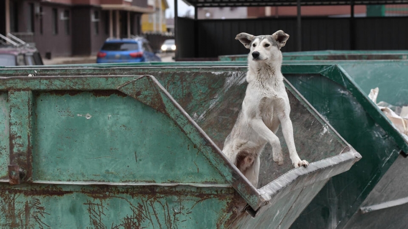 После нападения собаки на ребенка в Подмосковье организовали проверки