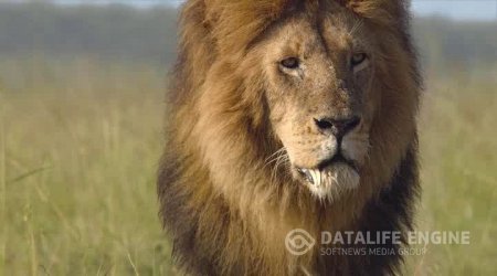 Африканские кошки: Королевство смелости / African Cats (2011) HDRip 1.45 Gb / 700 Mb