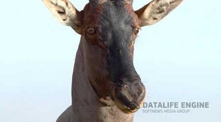 Африканские кошки: Королевство смелости / African Cats (2011) HDRip 1.45 Gb / 700 Mb