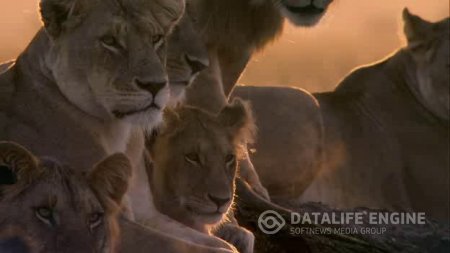 Африканские кошки: Королевство смелости / African Cats (2011) HDRip 1.45 Gb / 700 Mb