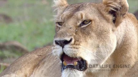 Африканские кошки: Королевство смелости / African Cats (2011) HDRip 1.45 Gb / 700 Mb