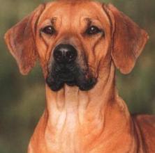 Родезийский риджбек Родезийский риджбек