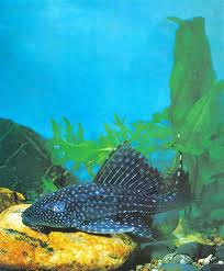 Пресноводные аквариумы Пресноводные аквариумы