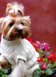 Одежда для ваших питомцев Одежда для ваших питомцев