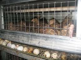 Птицеводство Птицеводство