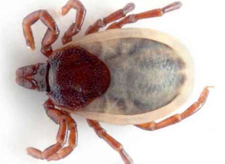 Опасность клещевого энцефалита