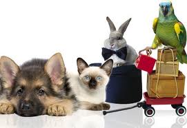 Товары для домашних животных Товары для домашних животных