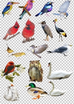 Кліпарт - Птахи
