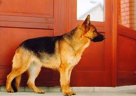 Витамины для домашних питомцев Витамины для домашних питомцев