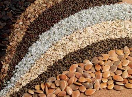 Семена растений