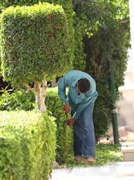 Услуги садовника для красивого сада Услуги садовника для красивого сада