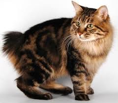 Кошки породы курильский бобтейл Кошки породы курильский бобтейл