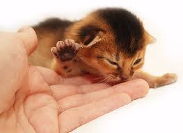 Абиссинские котята Абиссинские котята