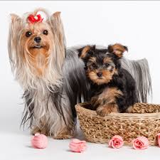 Йоркширские терьеры Йоркширские терьеры