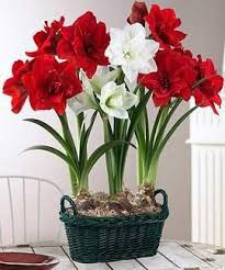 Ухаживаем за комнатными цветами - гиппеаструм