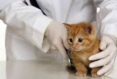 Ветеринарная клиника Ветеринарная клиника