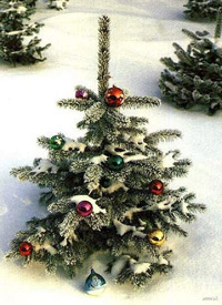 Где купить елку на Новый год? Где купить елку на Новый год?