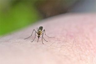 Комары и защита от них Комары и защита от них