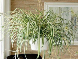 Какие растения лучше ставить в детской?