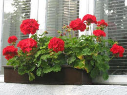 Какие растения лучше ставить в детской? Какие растения лучше ставить в детской?