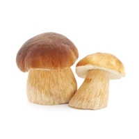 Грибы в питании детей Грибы в питании детей