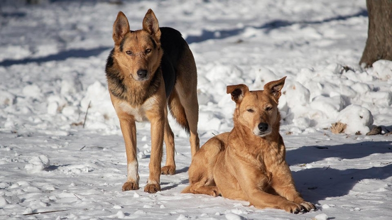 Стихийный мемориал создали в Забайкалье после гибели девочки от собак